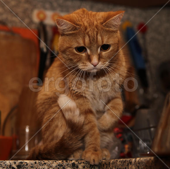 Рыжая кошка боится