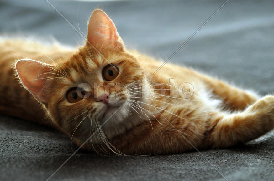 Рыжая кошка