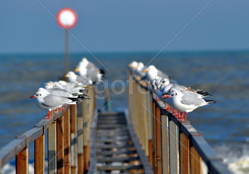 Чайки на пристани