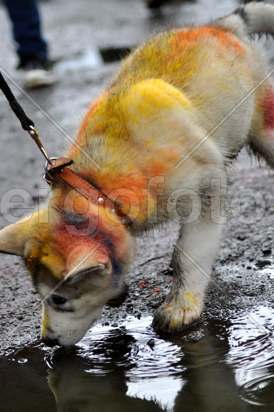 Щенок пьёт из лужи