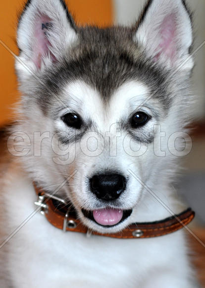 Щенок аляскинского маламута