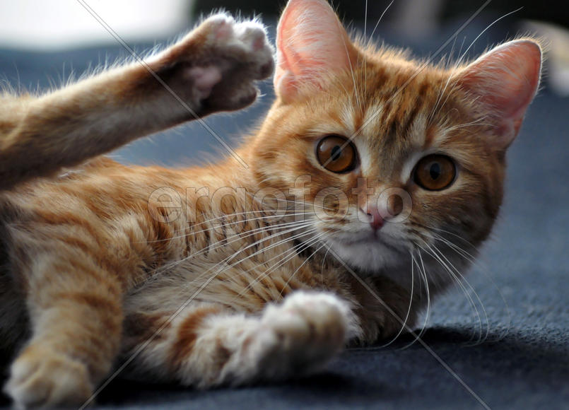 Рыжая кошка