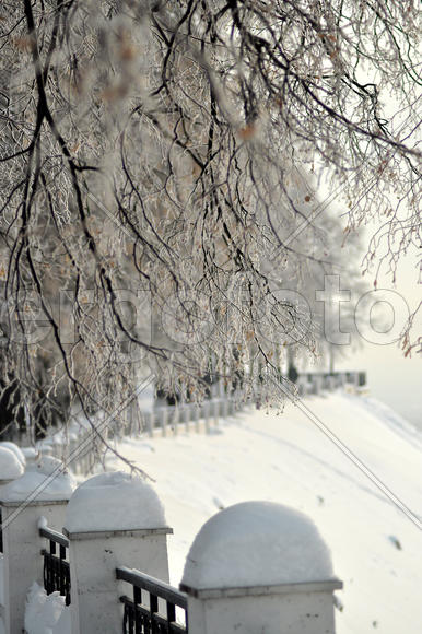 Деревья в инее