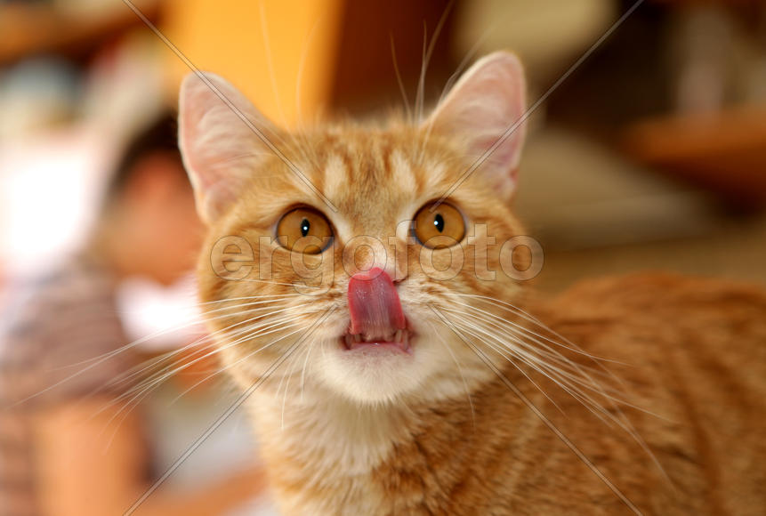 рыжая кошка облизывается