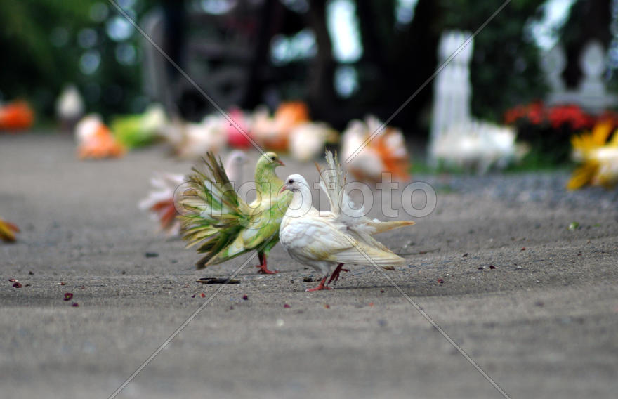 Два красивых голубя