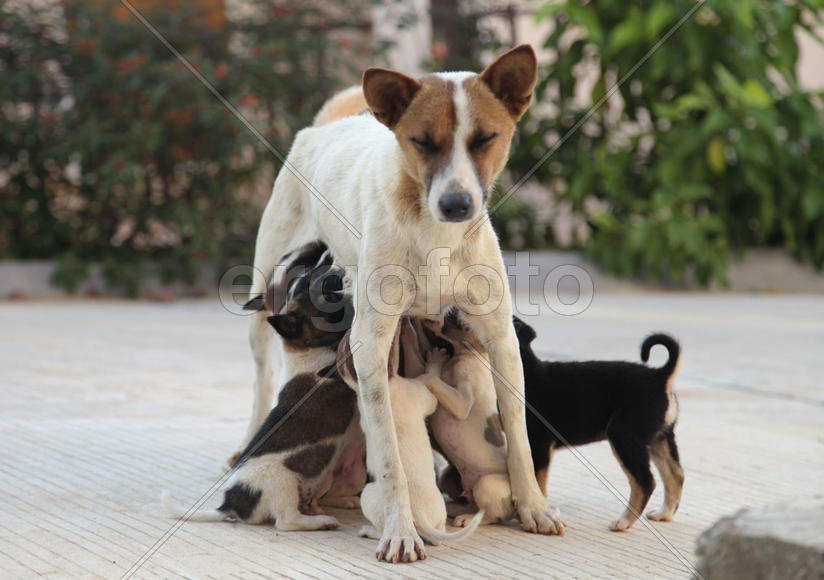 Кормление щенков