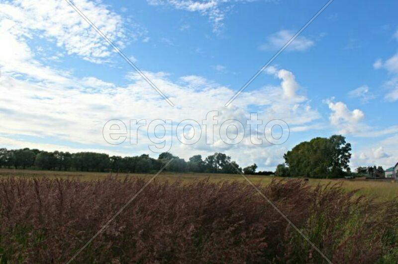Поле и ясное небо