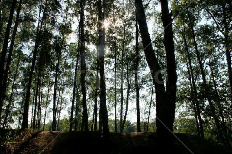 Солнечный лес