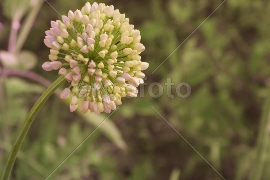 Красота простого лука