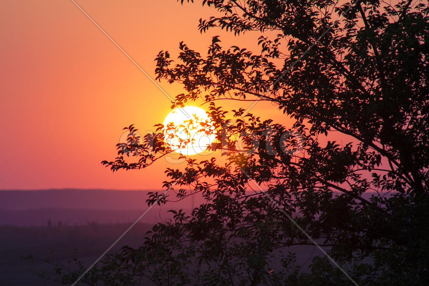 Солнце в ветках