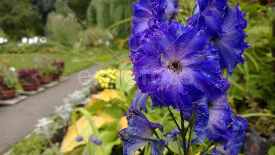 Ботанический сад