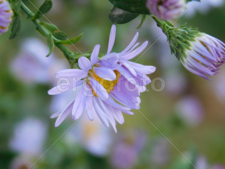 Сиреневый цветок