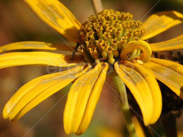 Желтый цветок