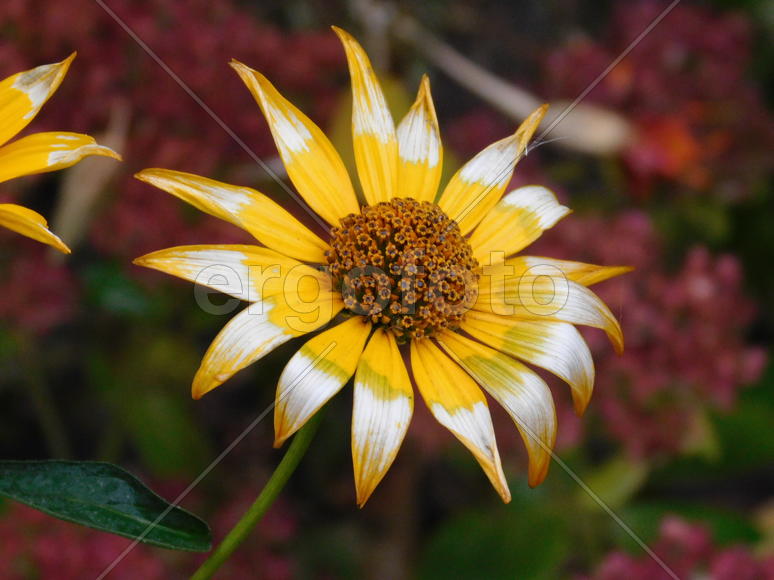 Желтый цветок