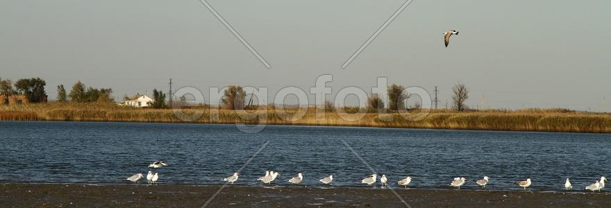 Чайки на берегу реки. Панорамный вид 