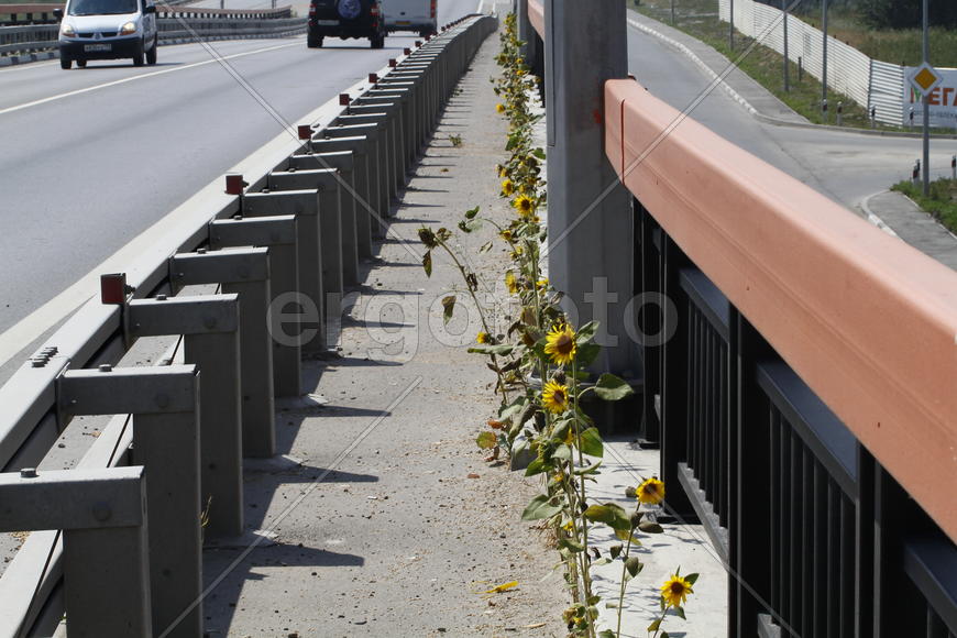 Подсолнухи на мосту