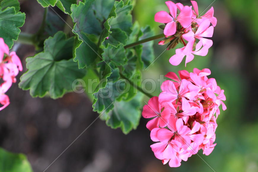 Бутоны розового цветка 