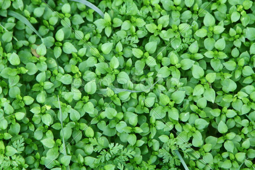 Ярко зеленая трава устланная ковром 