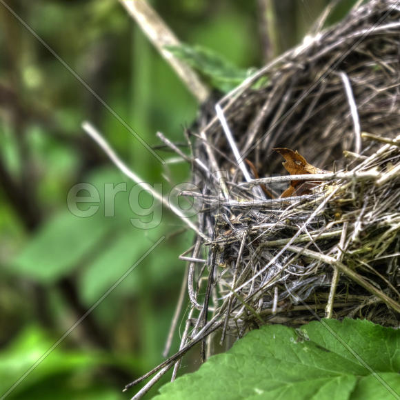 Пустое гнездо