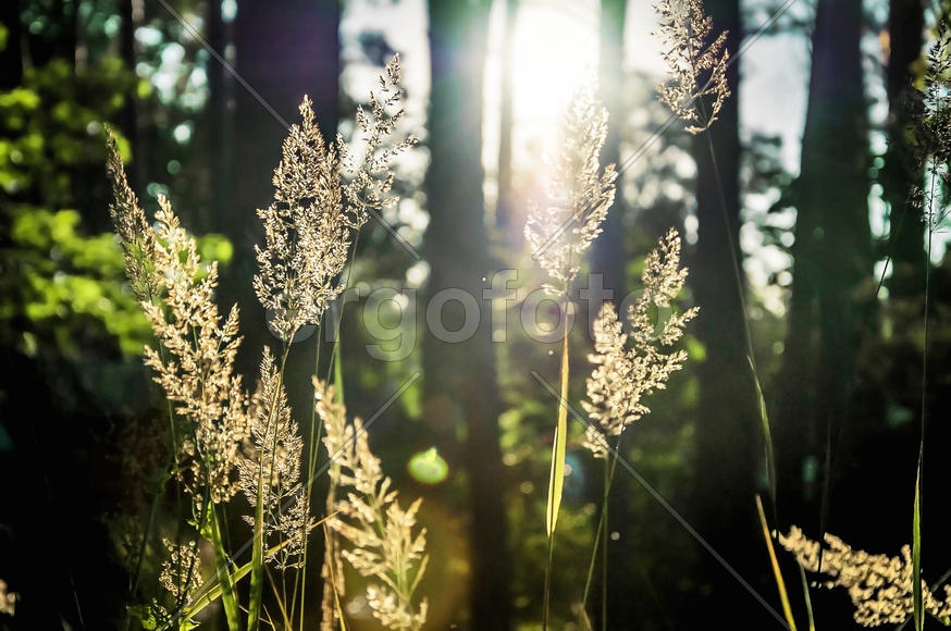 просвечивание