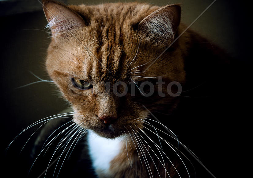 воинственность