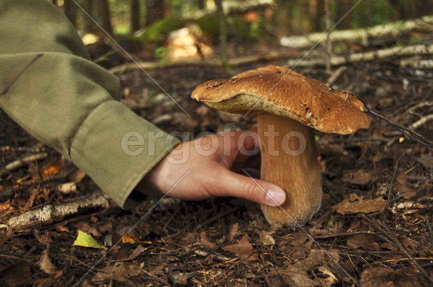 Большой белый гриб в руке