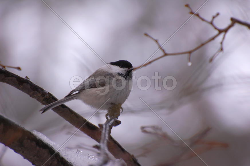 Пухляк сидит на ветке. Синица