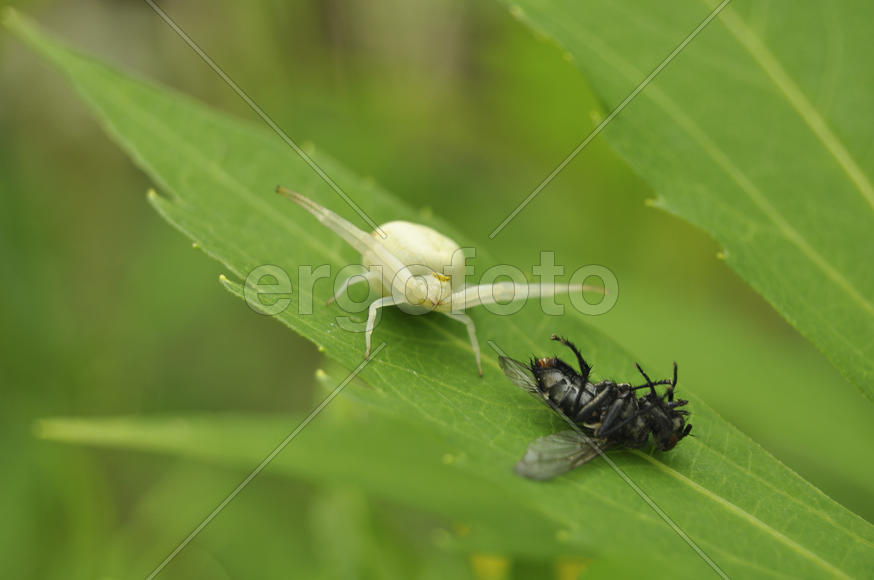 Цветочный паук на охоте