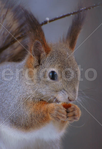 Белка ест орех