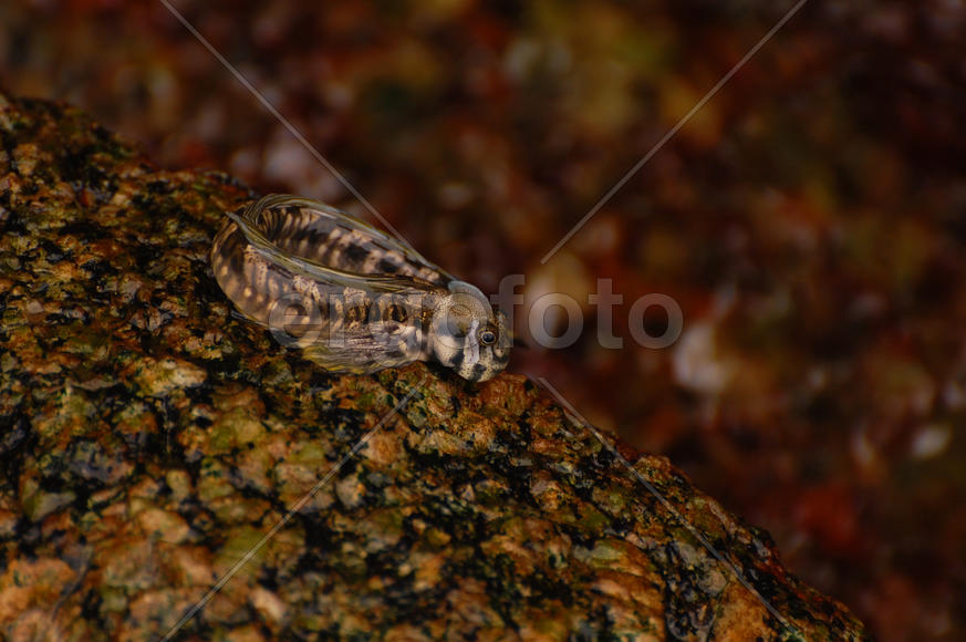 Рыба прыгун сидит на камне