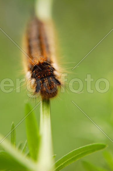 Гусеница ползет по травинке