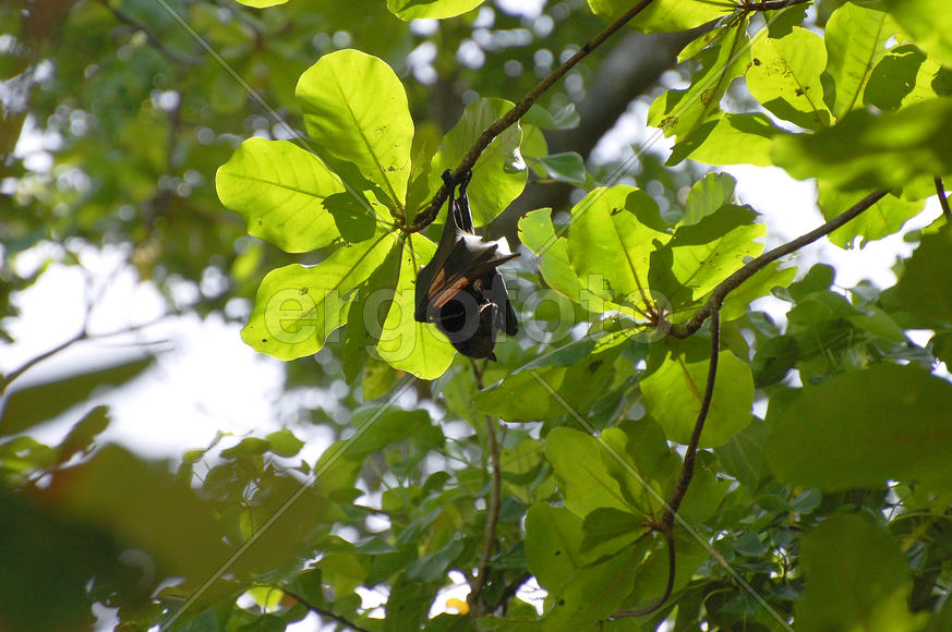 Летающая лисица висит на дереве вниз головой