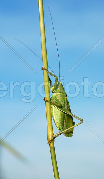 Зелёный кузнечик сидит на стебле травы