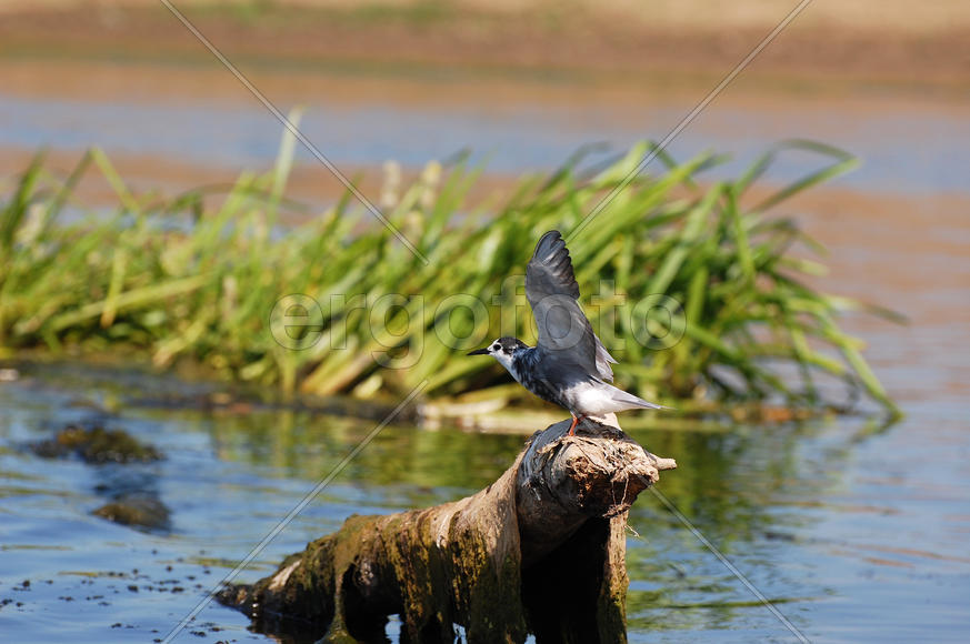 Малая чайка взлетает с затопленной коряги