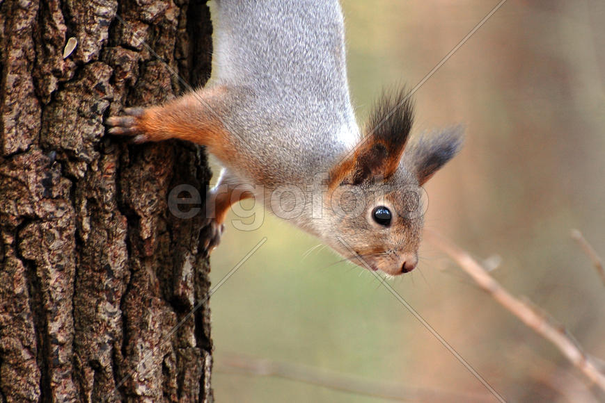 Белка в профиль