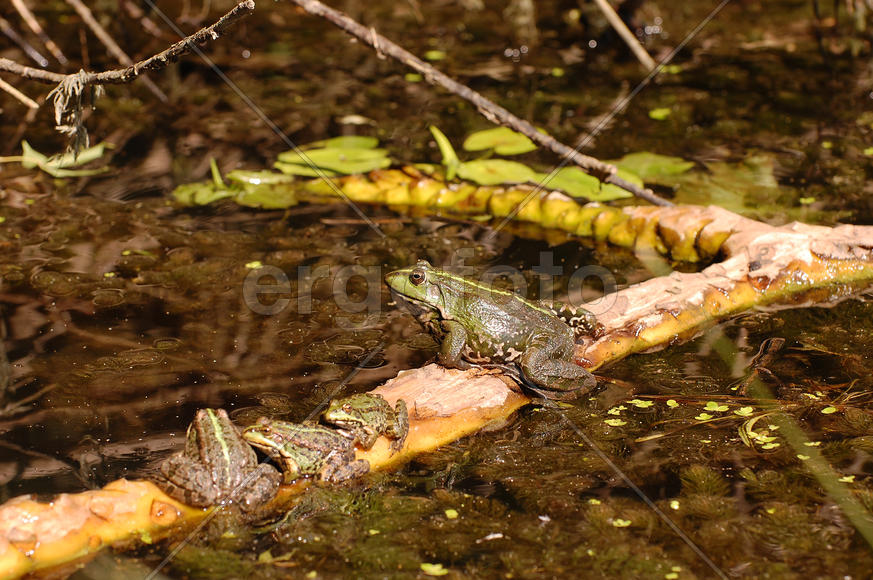Лягушачья семья