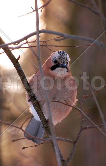 Сойка сидит на ветке