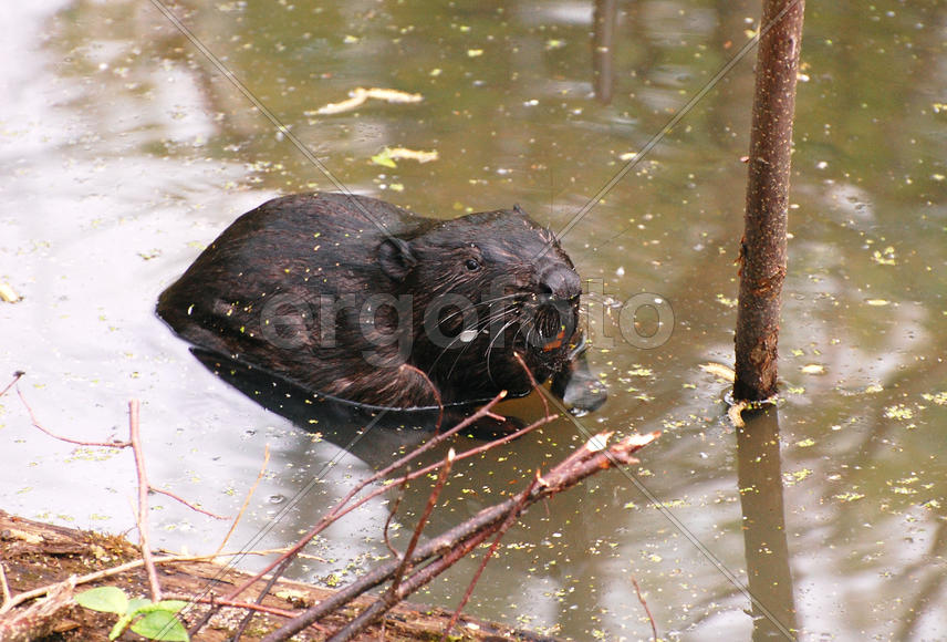 Бобр сидит в воде