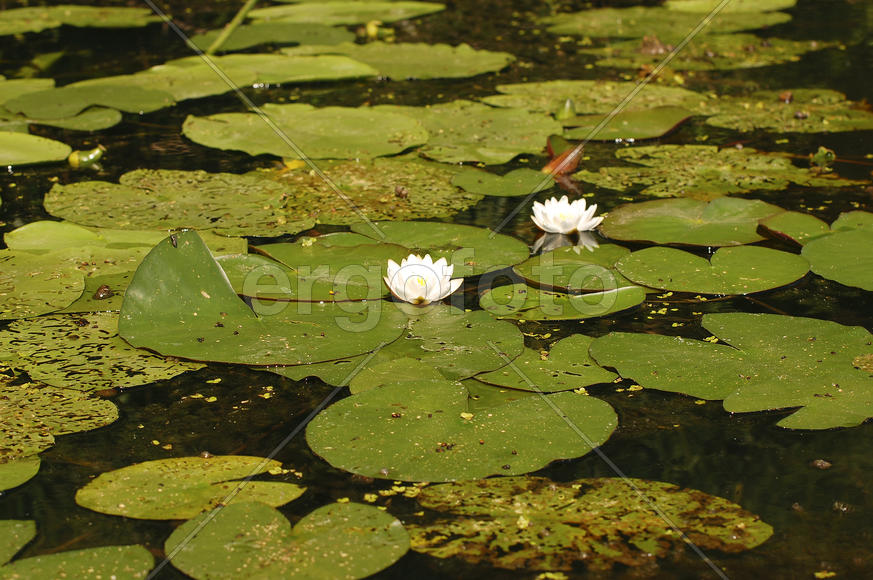 Водяные лилии