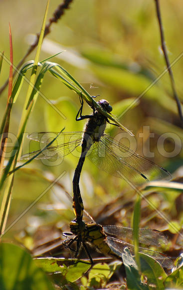 Стрекозы в брачный период