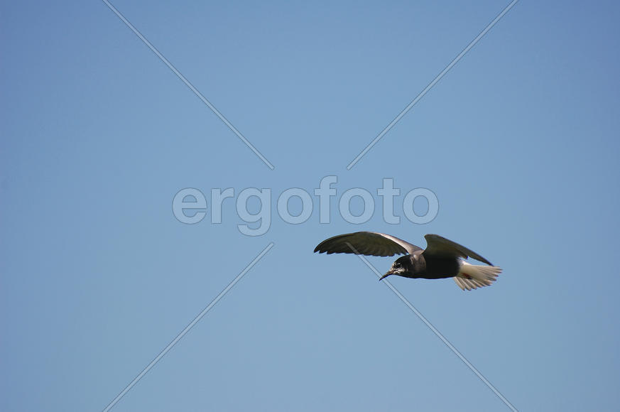 Чайка в полете