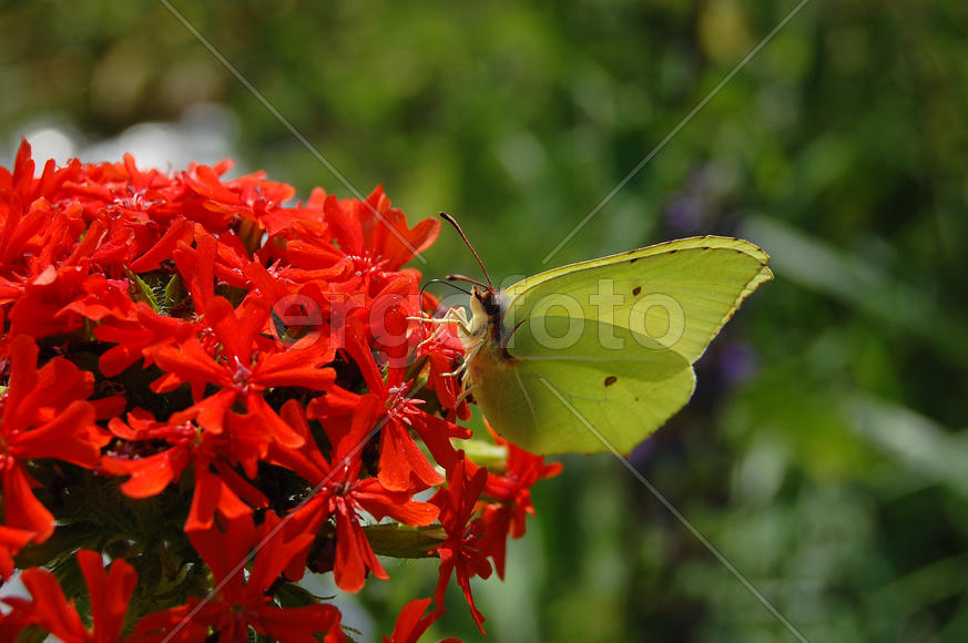 Бабочка села на цветок и пьет нектар