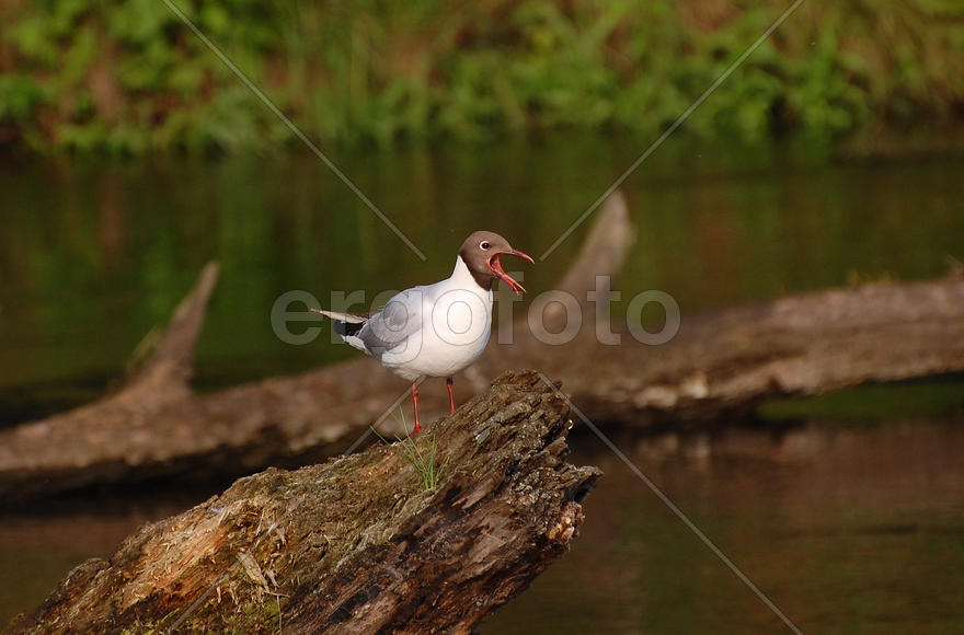 Озерная чайка кричит