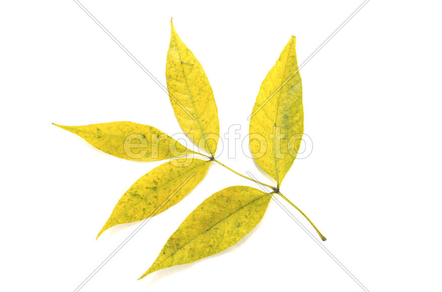 Кленовый лист на белом фоне