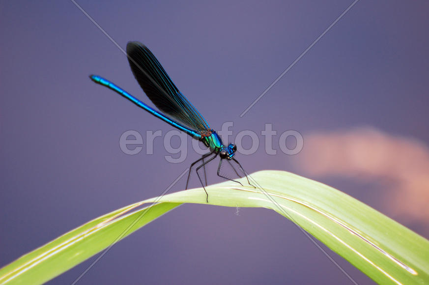 Стрекоза-красотка сидит на травинке