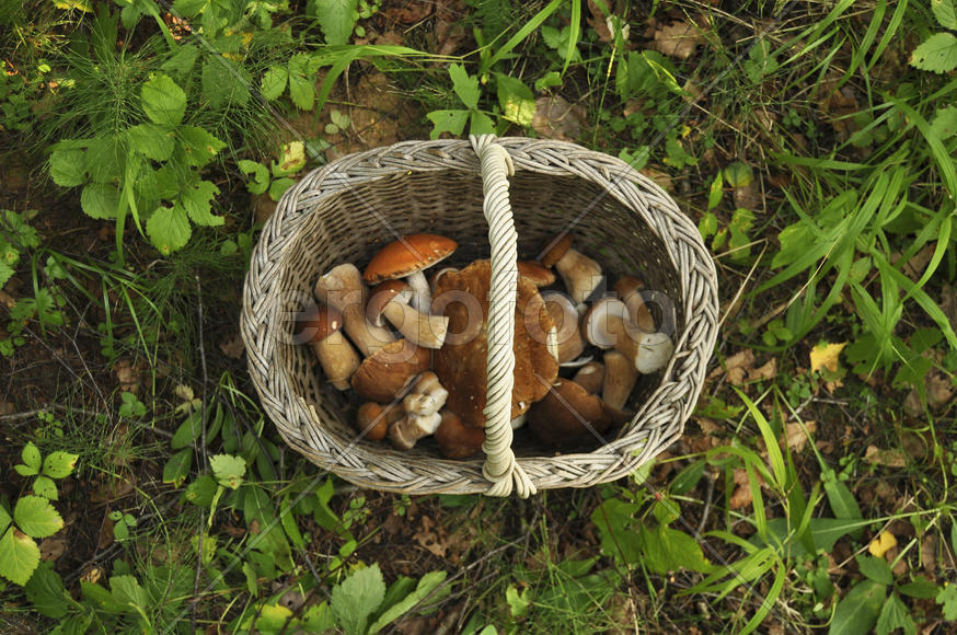 Корзина с грибами