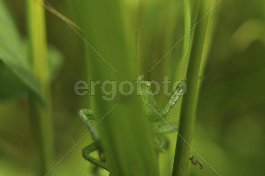 Зеленый кузнечик крупным планом в траве