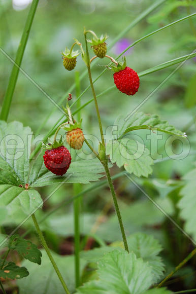 Красные и зеленые ягоды лесной земляники