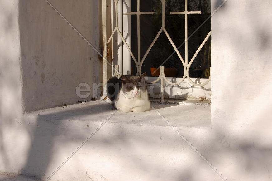 Казань, Раифский монастырь. Кошка на окне