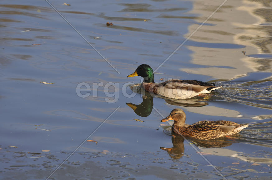 Утки на Борисовских прудах. Москва